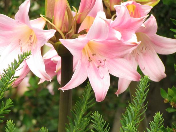 Descripci�n: D:\flores x localidad\floraxlocalidad\Metropolitana\Caj�n del maipo\cajon maipo-El canelo 2011-flora y paisajes\IMG_5754 amaryllis belladonna.JPG