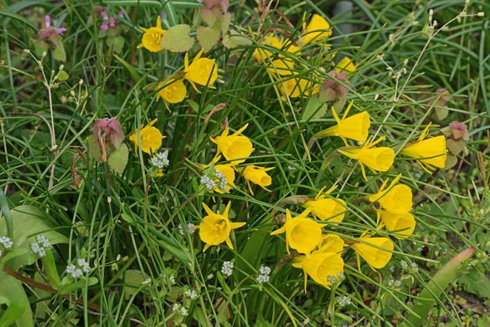 Descripci�n: Descripci�n: Narcissus bulbocodium