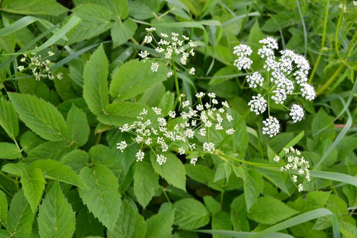 Descripci�n: https://ukrbin.com/files/65/DSC_0404.JPG