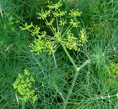 Descripción: eneldo