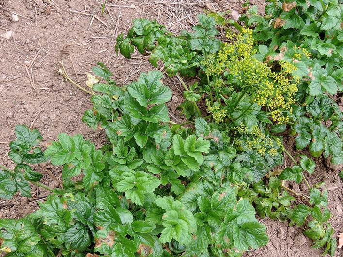 Descripci�n: https://www.plantasyhongos.es/herbarium/p/Pastinaca_sativa_06.jpg