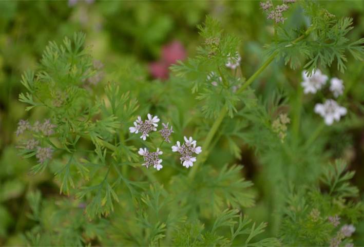 Descripción: D:\PUBLIC\trabajandolos\chloris chilensis pdf-enciclopedia\Fichas enciclopedicas\por hacer\apiaceae\coriandrum sativum.jpg