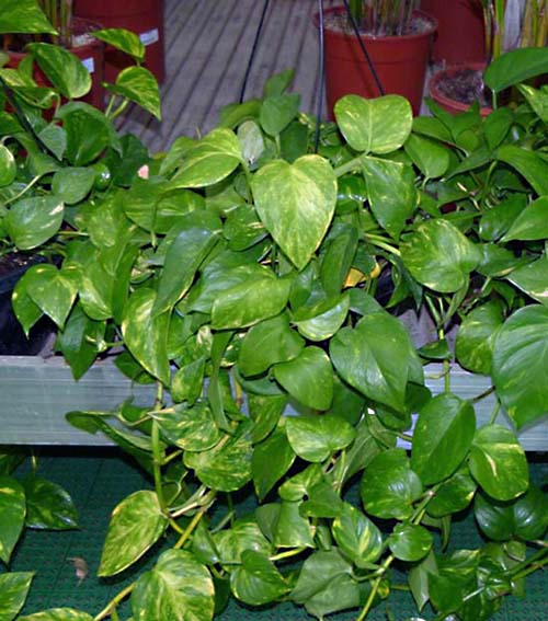 Pothos, Scindapsus, cultivo y cura