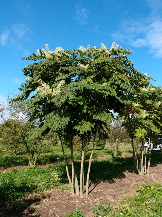 Descripcin: Aralia-elata