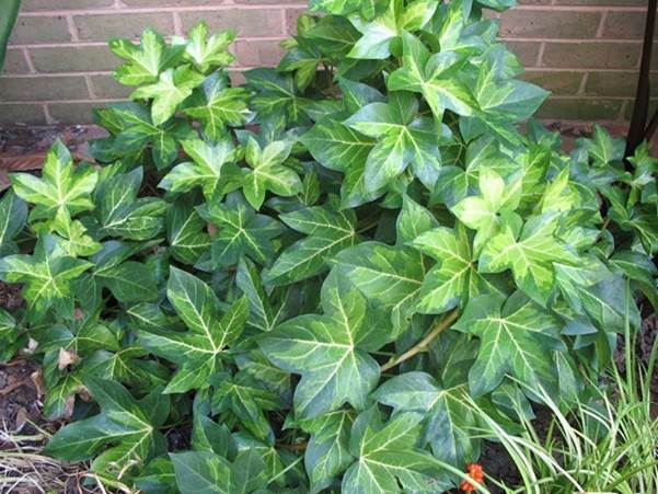 Descripcin: Fatshedera