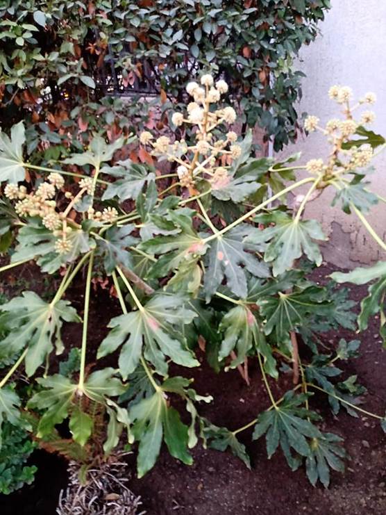 Descripcin: D:\flores x genero\Ornamentales varias\Ornamentales\Angio Dicots\Fatsia japonica.jpg
