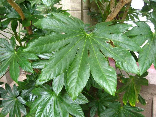 Descripcin: F:\JM-disco duro\Vasculares x familia-todas\angiospermas-fotos-icon-textos\ARALIACEAE NATIVAS   Y  EXOTICAS\Fatsia japonica. valpo FJA.jpg