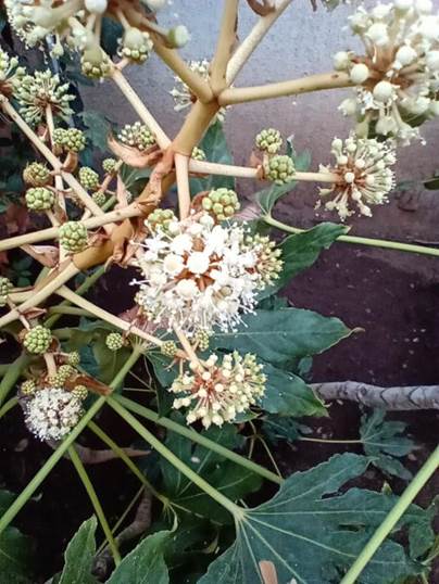 Descripcin: D:\flores x genero\Ornamentales varias\Ornamentales\Angio Dicots\Fatsia japonica (3).jpg