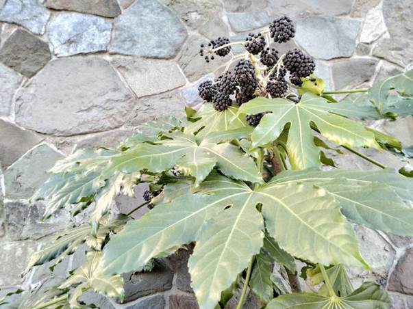 Descripcin: D:\flores x genero\Ornamentales varias\Ornamentales\Angio Dicots\Fatsia japonica (4).jpg