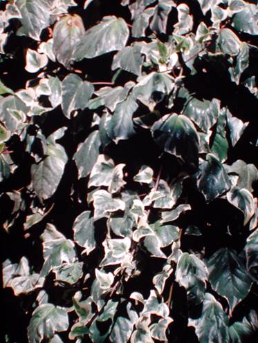 Descripcin: F:\JM-disco duro\Vasculares x familia-todas\FOTOS\FOTOS  CARPETAS DISCO ORIGINAL (SIN ORDEN)\Documentos respaldados  DCJMB6554\VARIOS\Respaldo\Hedera  colchica  variegata  JMB (2).JPG