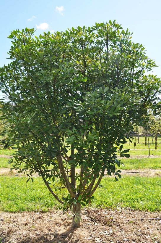 Descripcin: Houpara (Pseudopanax lessonii)  Takana Native Trees