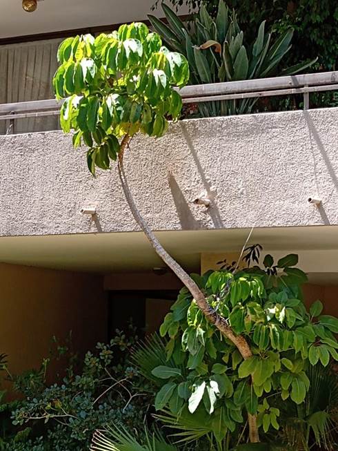 Descripcin: D:\flores x genero\Ornamentales varias\Ornamentales\Angio Dicots\schefflera actinophylla (3).jpg