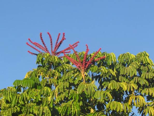 Descripcin: D:\flores x localidad\floraxlocalidad\Tarapaca\quinchamale-Pica-05-2016\Pica\Pica\IMG_0936 shefflera actinophylla.JPG