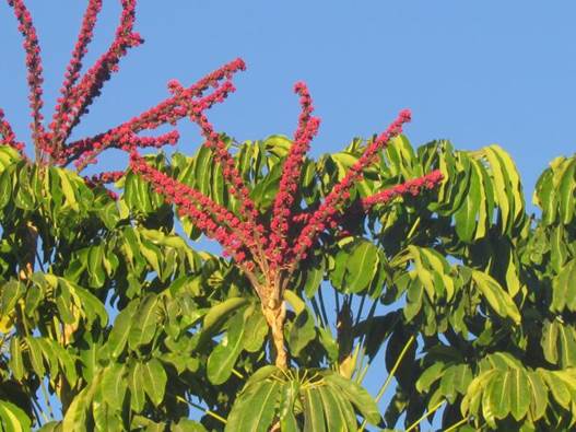 Descripcin: D:\flores x localidad\floraxlocalidad\Tarapaca\quinchamale-Pica-05-2016\Pica\Pica\IMG_0938.JPG