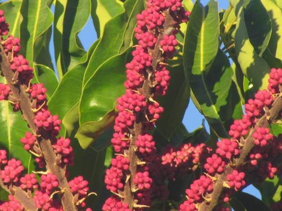 Descripcin: D:\flores x localidad\floraxlocalidad\Tarapaca\quinchamale-Pica-05-2016\Pica\Pica\IMG_0939 shefflera actinophylla.JPG