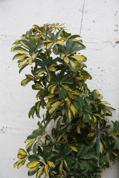 Descripcin: F:\JM-disco duro\Vasculares x familia-todas\FOTOS\FOTOS  CARPETAS DISCO ORIGINAL (SIN ORDEN)\RESPALDO DE DISCO DURO VIAJA A VICUA)\Artculos  de Gneros y Especies  DCJMB776598\Nueva carpeta\Schefflera arboricola JMBIMG_0291IMG_0326.JPG