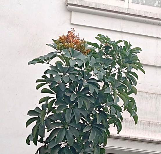 Descripcin: D:\flores x genero\Ornamentales varias\Ornamentales\Angio Dicots\Schefflera arboricola (8).jpg