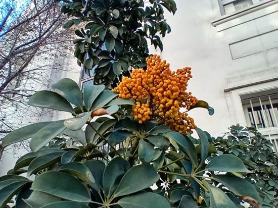 Descripcin: D:\flores x genero\Ornamentales varias\Ornamentales\Angio Dicots\schefflera arboricola (2).jpg