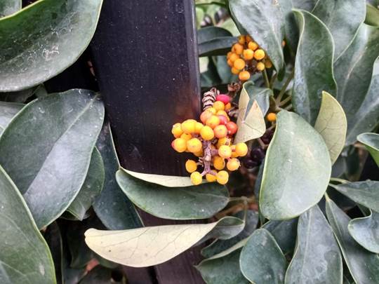 Descripcin: D:\flores x genero\Ornamentales varias\Ornamentales\Angio Dicots\Schefflera arboricola (7).jpg