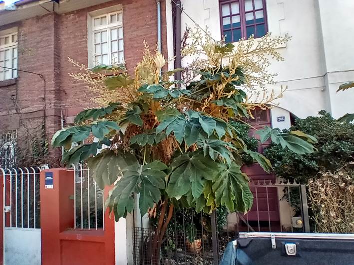 Descripcin: D:\flores x genero\Ornamentales varias\Ornamentales\Angio Dicots\tetrapanax papyrifera (1).jpg