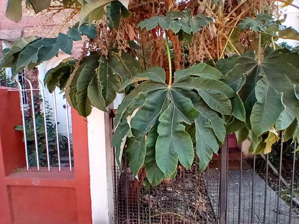 Descripcin: D:\flores x genero\Ornamentales varias\Ornamentales\Angio Dicots\tetrapanax papyrifera (3).jpg