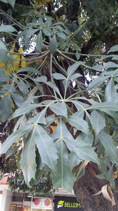 Descripcin: D:\flores x genero\flora generos por alfabeto\fotos a-c\cussonia\cussonia spicata (araliaceae).jpg