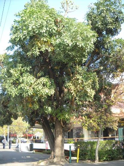 Descripcin: F:\JM-disco duro\Vasculares x familia-todas\angiospermas-fotos-icon-textos\ARALIACEAE NATIVAS   Y  EXOTICAS\Cussonia spicata. Los cobres de Vitacura   FJA (2).JPG