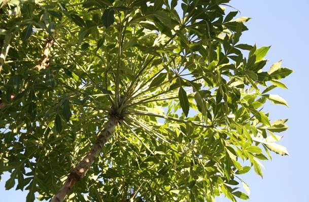 Descripcin: F:\JM-disco duro\Vasculares x familia-todas\angiospermas-fotos-icon-textos\ARALIACEAE NATIVAS   Y  EXOTICAS\Cussonia spicata Isla de Maipo, RM, 20 de Dic del 2011  FJMB (4).JPG