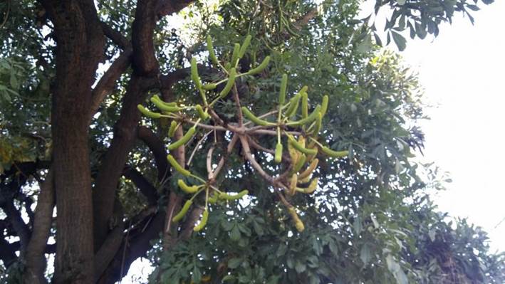 Descripcin: D:\flores x genero\flora generos por alfabeto\fotos a-c\cussonia\cussonia spicata (araliaceae) (2).jpg