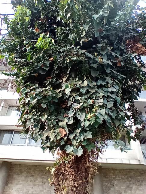 Descripcin: D:\flores x genero\Ornamentales varias\Ornamentales\Angio Dicots\hedera helyx (4).jpg