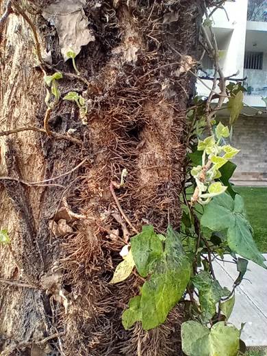 Descripcin: D:\flores x genero\Ornamentales varias\Ornamentales\Angio Dicots\hedera helyx (5).jpg