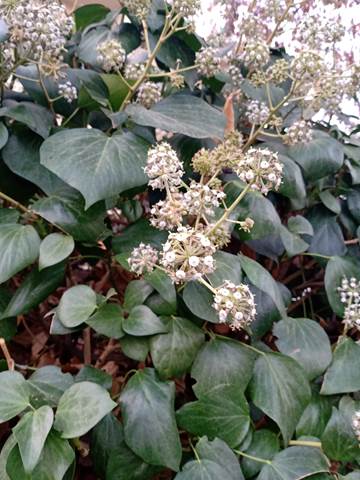 Descripcin: D:\flores x genero\Ornamentales varias\Ornamentales\Angio Dicots\Hedera helyx (9).jpg