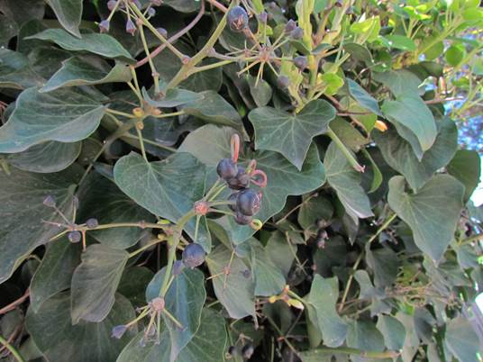 Descripcin: D:\flores x genero\Ornamentales varias\Ornamentales\Angio Dicots\Hedera helyx. vivipara.JPG