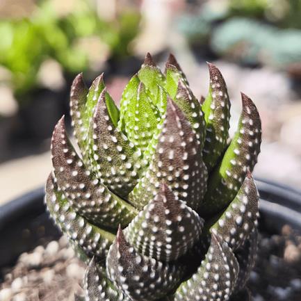 Haworthia Coarctata 1