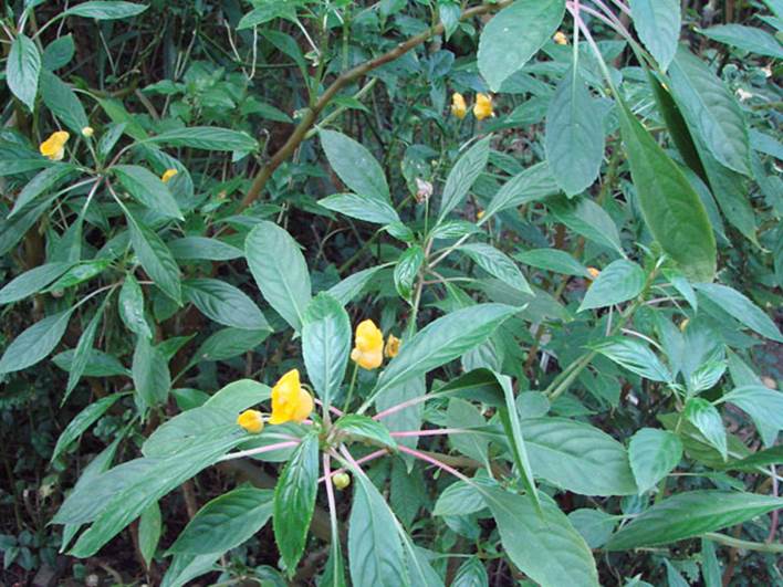 Descripci�n: foto 1