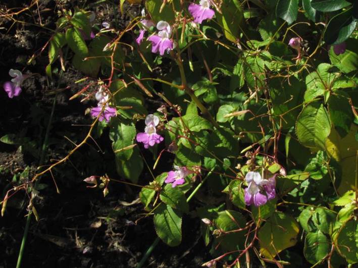 Descripci�n: D:\flores x genero\Ornamentales varias\Ornamentales\Impatiens balfouri (1).JPG