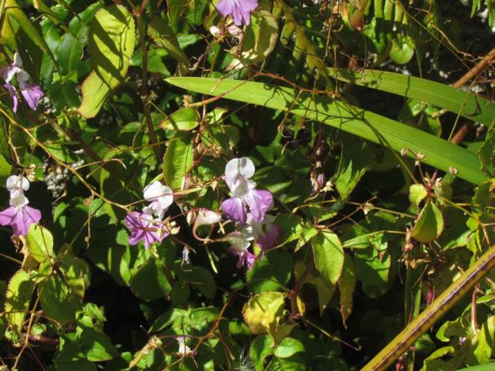 Descripci�n: D:\flores x genero\Ornamentales varias\Ornamentales\Impatiens balfouri (3).JPG