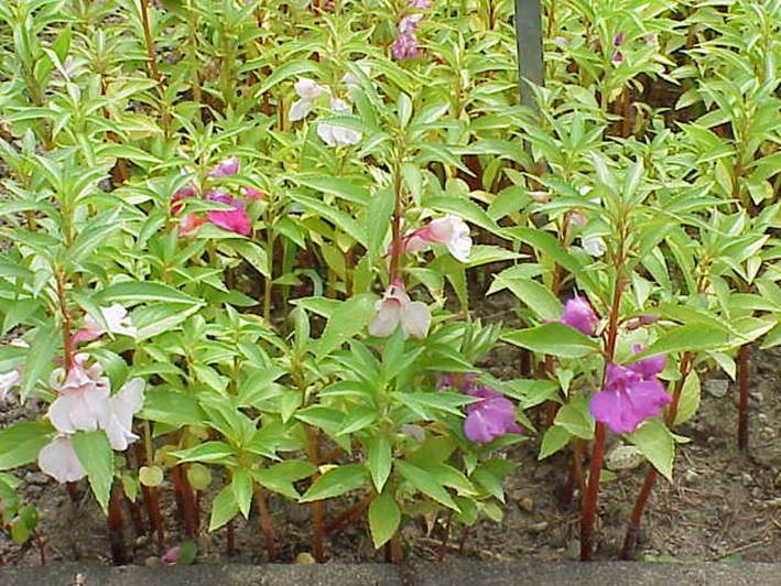 Descripci�n: https://upload.wikimedia.org/wikipedia/commons/f/f8/Impatiens_balsamina1.jpg