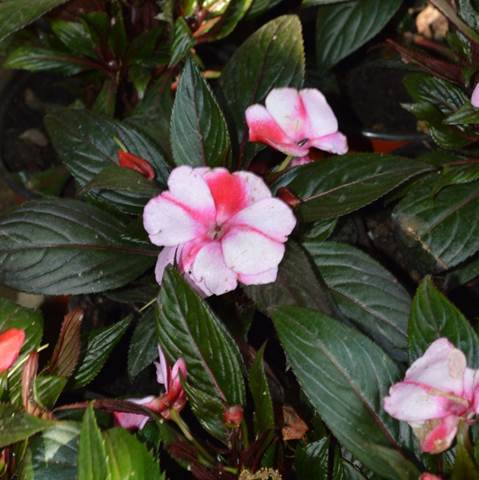 Descripci�n: D:\JM-disco duro\Vasculares x familia-todas\angiospermas-fotos-icon-textos\BALSAMINACEA\Impatiens hawkeri FJMB  Exp. P. Arauco 2015  (1).JPG