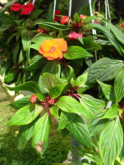 Descripci�n: foto 7