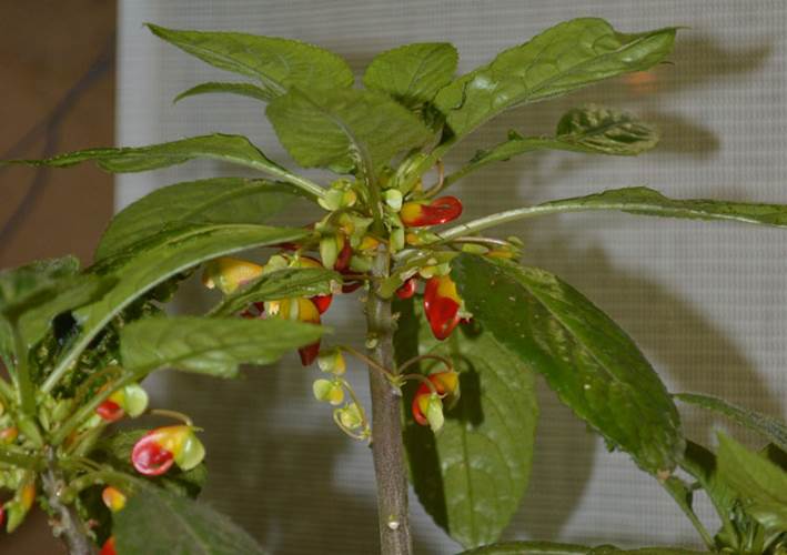 Descripci�n: Foto 10