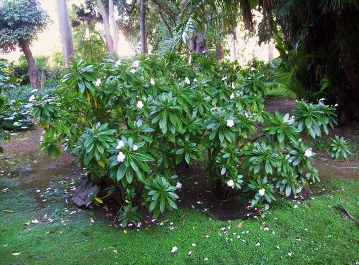 Descripci�n: D:\JM-disco duro\Vasculares x familia-todas\angiospermas-fotos-icon-textos\BALSAMINACEA\Impatiens sodenii     M. Med. (2).jpg