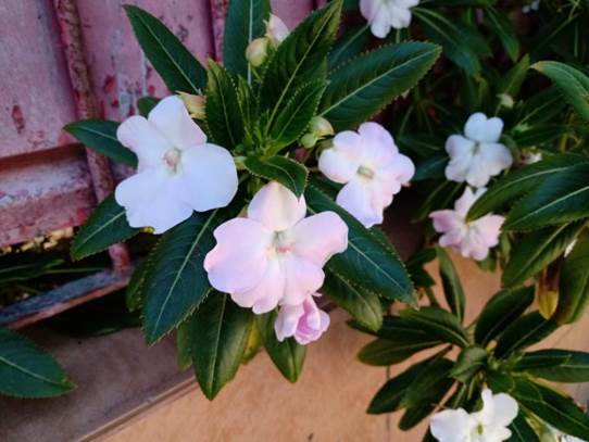 Descripci�n: D:\flores x genero\Ornamentales varias\Ornamentales\Impatiens sodenii (4).jpg
