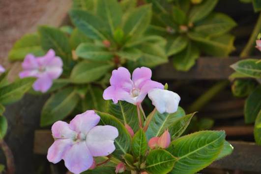 Descripci�n: D:\JM-disco duro\Vasculares x familia-todas\angiospermas-fotos-icon-textos\BALSAMINACEA\Impatiens sodenii   Engl.  &  Warb.  El Quisco  11 Oct. 2015  FJMB (1).JPG