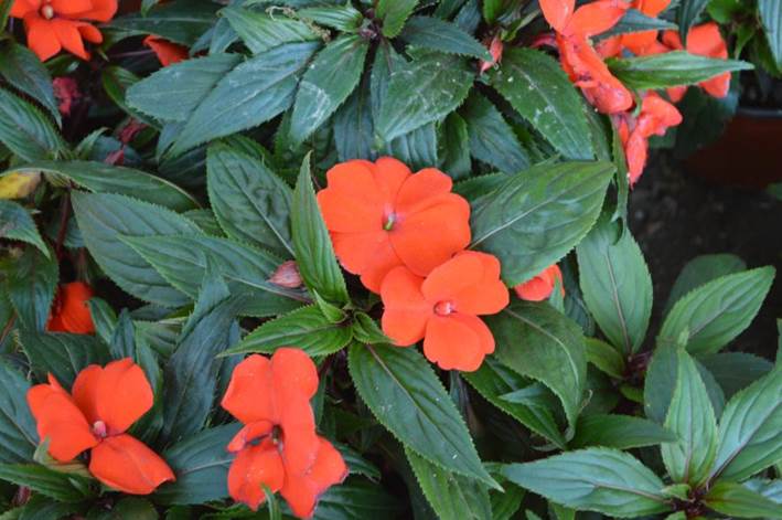 Descripci�n: D:\JM-disco duro\Vasculares x familia-todas\angiospermas-fotos-icon-textos\BALSAMINACEA\Impatiens  FJMB  Exp. P. Arauco 2015  (3).JPG