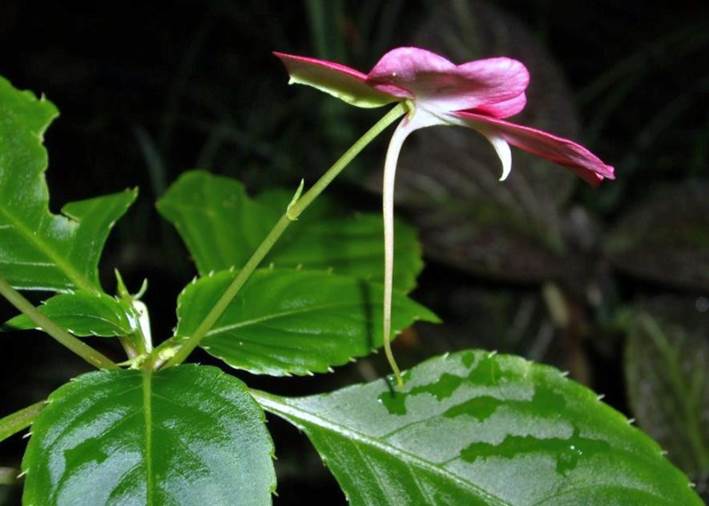 Descripci�n: D:\JM-disco duro\Vasculares x familia-todas\FOTOS\FOTOS  CARPETAS DISCO ORIGINAL (SIN ORDEN)\FLORA DE TODO  (Guardado Disc. Duro Externo)  DCJMB433\Impatiens walleriana Hook. f.  Foto Christian  Defferrard  5511.jpg