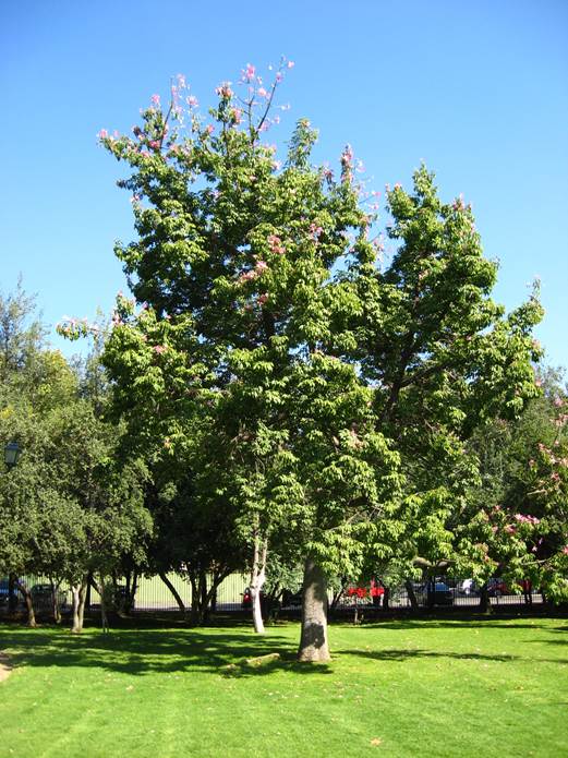 Descripci�n: F:\JM-disco duro\Vasculares x familia-todas\angiospermas-fotos-icon-textos\BOMBACACEAE\Ceiba speciosa. P. Araucano   FJA (2).JPG