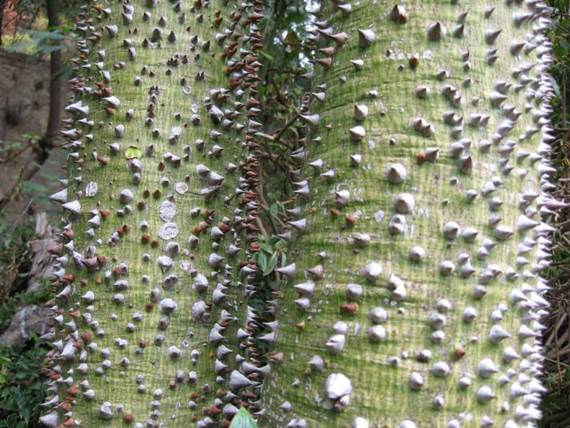 Descripci�n: F:\JM-disco duro\Vasculares x familia-todas\angiospermas-fotos-icon-textos\BOMBACACEAE\Ceiba especiosa (=Chorisia speciosa)  FJA (1).jpg