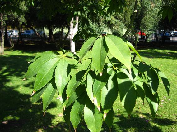 Descripci�n: F:\JM-disco duro\Vasculares x familia-todas\angiospermas-fotos-icon-textos\BOMBACACEAE\Ceiba speciosa. P. Araucano   FJA (3).JPG