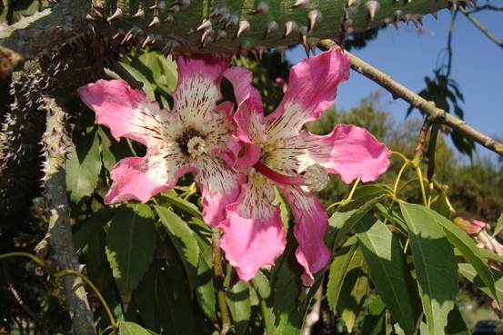 Descripci�n: F:\JM-disco duro\Vasculares x familia-todas\angiospermas-fotos-icon-textos\BOMBACACEAE\Ceiba especiosa (=Chorisia speciosa)  FJA (3).JPG